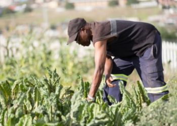 Argentina and IICA embark on joint project to drive agricultural and social development in the Caribbean