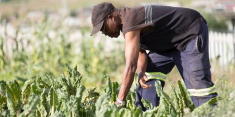 Argentina and IICA embark on joint project to drive agricultural and social development in the Caribbean