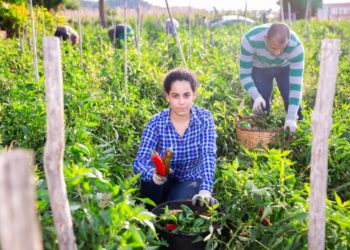 Organic Farming: An innovative production system that promotes gender and youth inclusion in Latin America and the Caribbean