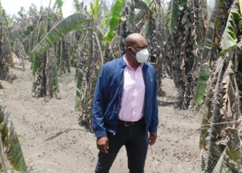 Saint Vincent and the Grenadines receives a donation of seeds from Brazil to continue with the recovery of its agriculture following the eruptions of the La Soufrière volcano