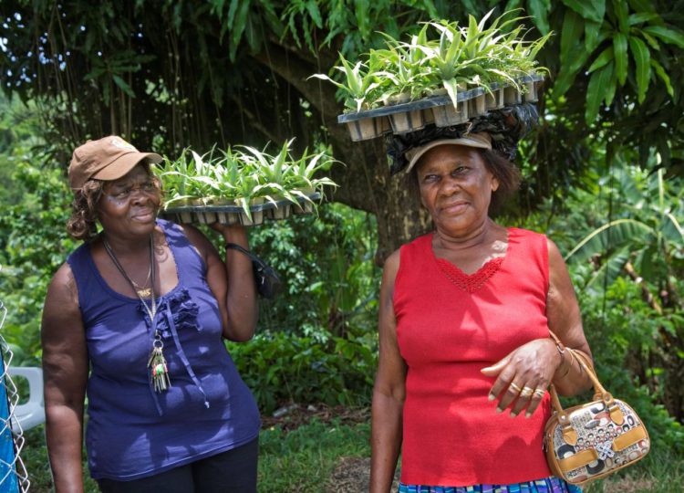 FAO spearheads gender mainstreaming to boost the region’s response to climate change in agri-food systems