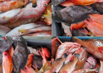 BOOST IN FISHING EFFORTS CONTRIBUTES TO SIGNIFICANT INCREASE IN FISH LANDINGS IN FIRST HALF OF 2021, SAYS MARINE RESOURCES DIRECTOR