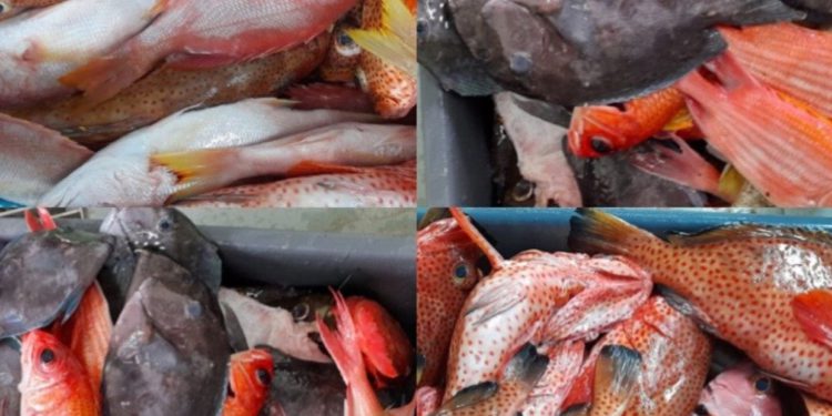 BOOST IN FISHING EFFORTS CONTRIBUTES TO SIGNIFICANT INCREASE IN FISH LANDINGS IN FIRST HALF OF 2021, SAYS MARINE RESOURCES DIRECTOR