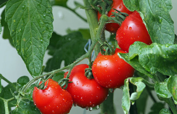 14th Annual Caribbean Plant Health Directors Forum