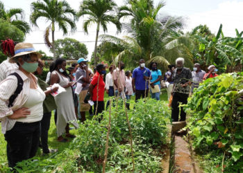 IICA Grenada launches backyard gardeners network initiative