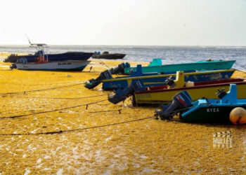 MINISTRY OF AGRICULTURE TO RESEARCH USING SARGASSUM SEAWEED AS FERTILIZER AND ANIMAL FEED