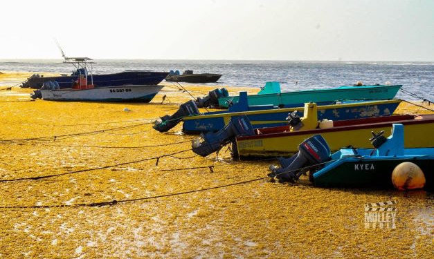 MINISTRY OF AGRICULTURE TO RESEARCH USING SARGASSUM SEAWEED AS FERTILIZER AND ANIMAL FEED