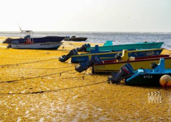INFLUX OF SARGASSUM SEAWEED NEGATIVELY IMPACTING FISHERFOLK IN ST. KITTS & NEVIS