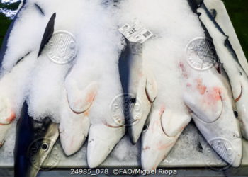 The threat of extinction of sharks gathers delegates in WECAFC region for urgent talks