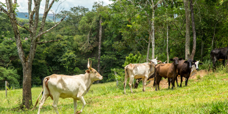 The Global Roundtable for Sustainable Meat and IICA will promote good practices and research in the meat industry