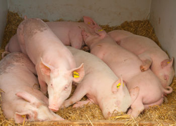 Presence of African swine fever in the Americas threatens food security and calls for a regional effort to contain and eradicate the disease, experts warn