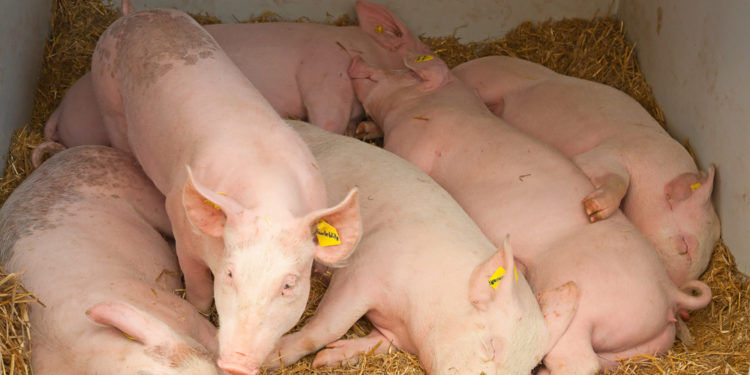 Presence of African swine fever in the Americas threatens food security and calls for a regional effort to contain and eradicate the disease, experts warn