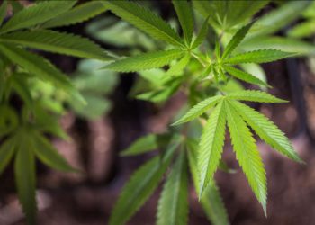 DEVELOPMENT OF LOCAL MEDICINAL CANNABIS INDUSTRY WILL MAKE A POSITIVE IMPACT ON OUR GROWING ECONOMY – PRIME MINISTER HARRIS