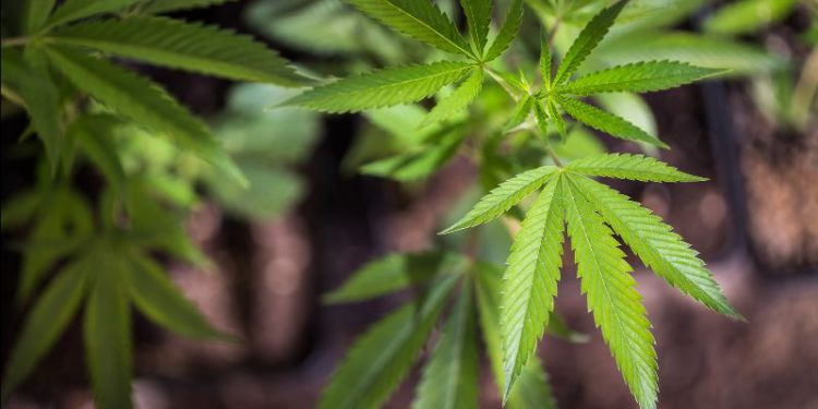 DEVELOPMENT OF LOCAL MEDICINAL CANNABIS INDUSTRY WILL MAKE A POSITIVE IMPACT ON OUR GROWING ECONOMY – PRIME MINISTER HARRIS