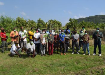 EIGHTEEN HUNDRED PAPAYA SEEDLINGS DONATED TO FARMERS ACROSS ST. KITTS