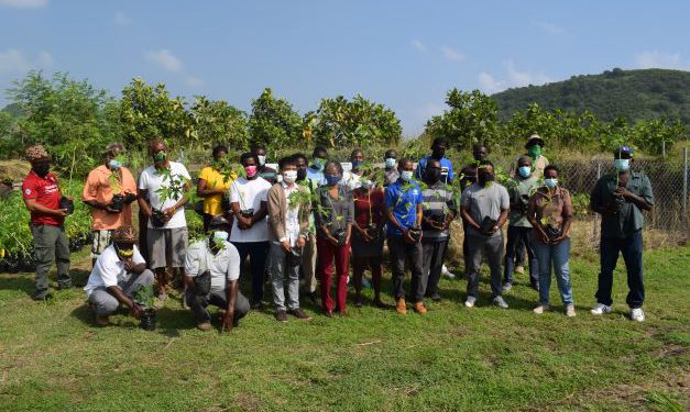 EIGHTEEN HUNDRED PAPAYA SEEDLINGS DONATED TO FARMERS ACROSS ST. KITTS