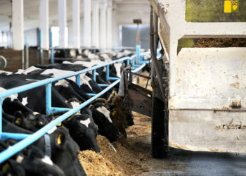 The Food and Agriculture Organization of the United Nations and partners ensures the fight against Antimicrobial Resistance (AMR) rages on