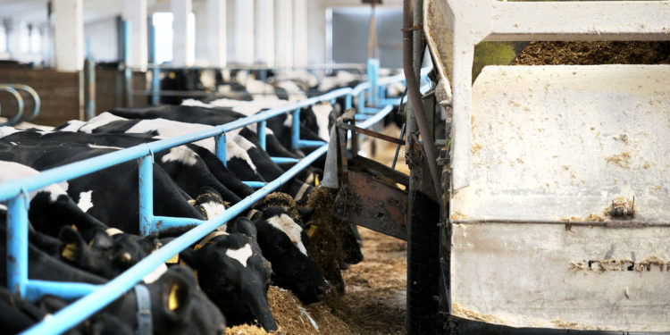 The Food and Agriculture Organization of the United Nations and partners ensures the fight against Antimicrobial Resistance (AMR) rages on