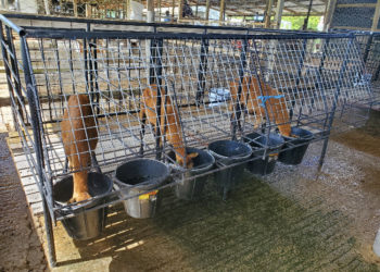 The Food and Agriculture Organization of the United Nations (FAO) and The Caribbean Agricultural Research and Development Institute (CARDI) explore fish silage as a viable option for animal feed