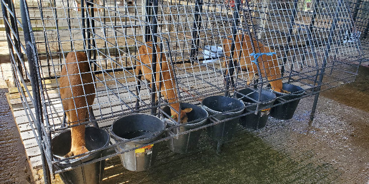 The Food and Agriculture Organization of the United Nations (FAO) and The Caribbean Agricultural Research and Development Institute (CARDI) explore fish silage as a viable option for animal feed