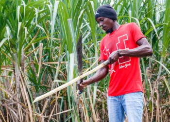 Barbados has a unique opportunity to promote agrotourism through its rum heritage