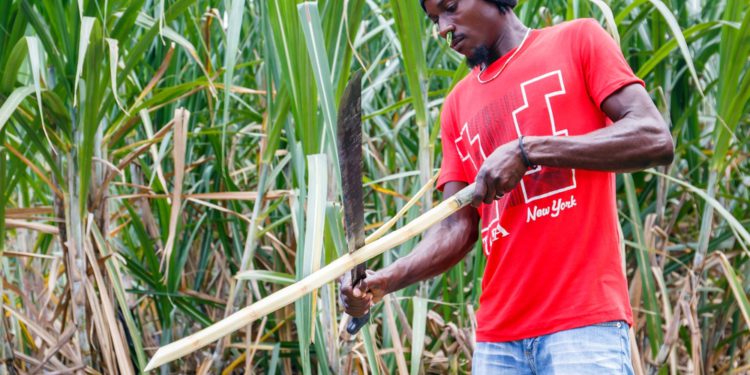 Barbados has a unique opportunity to promote agrotourism through its rum heritage