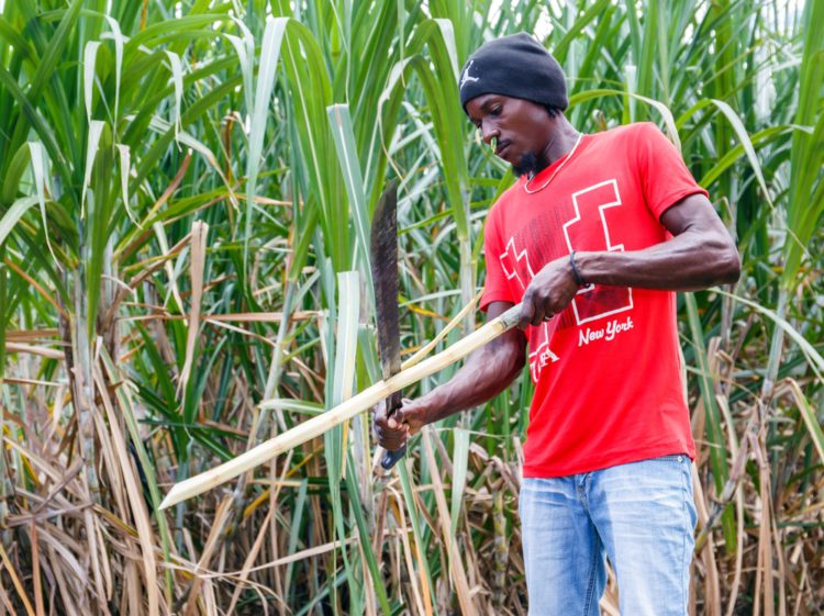 Barbados has a unique opportunity to promote agrotourism through its rum heritage