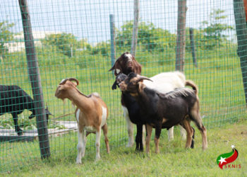 Department of Agriculture on Nevis upping quality of small ruminants