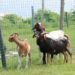 Department of Agriculture on Nevis upping quality of small ruminants