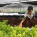 IICA renews commitment to ICOA to backstop productive and commercial development of organic agriculture