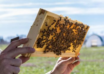 ST. KITTS AND NEVIS UNDERTAKES BEEKEEPING PROJECT TO CONSERVE BIODIVERSITY AND PROMOTE APICULTURE