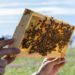 ST. KITTS AND NEVIS UNDERTAKES BEEKEEPING PROJECT TO CONSERVE BIODIVERSITY AND PROMOTE APICULTURE