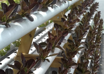 FAO and partners present innovative water-energy solutions to address the challenges faced in the agriculture sector in the Caribbean due to climate change