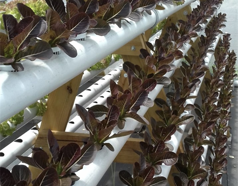 FAO and partners present innovative water-energy solutions to address the challenges faced in the agriculture sector in the Caribbean due to climate change