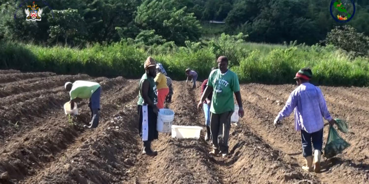 FARMERS FIELD SCHOOL TRAINING UNDERWAY AT FAHIES OUTREACH CENTER