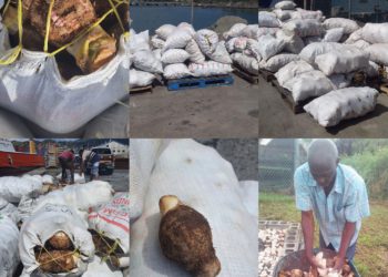 OVER 5000 LBS OF ROOT AND TUBER CROPS PROCURED TO BOOST CROP PRODUCTION IN ST. KITTS