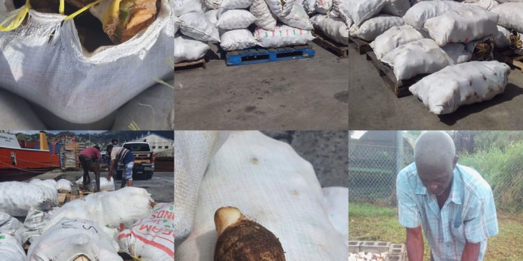 OVER 5000 LBS OF ROOT AND TUBER CROPS PROCURED TO BOOST CROP PRODUCTION IN ST. KITTS