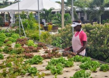 Antigua and Barbuda gets hooked on aquaponics