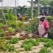 Antigua and Barbuda gets hooked on aquaponics