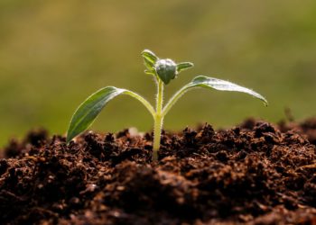 Canada, Colombia, El Salvador and Peru announce membership in Living Soils of the Americas, the IICA-Rattan Lal soil restoration initiative