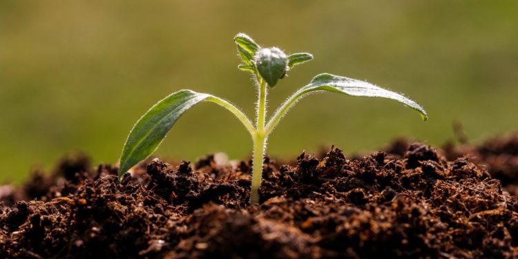 Canada, Colombia, El Salvador and Peru announce membership in Living Soils of the Americas, the IICA-Rattan Lal soil restoration initiative