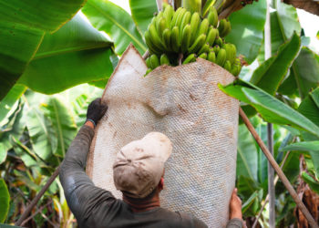 The Alliance against the “banana pandemic” consolidates its work and sets new priorities with a focus on producers and consumers