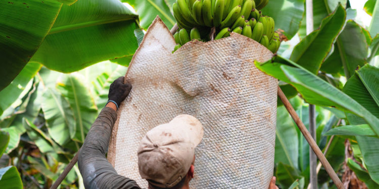 The Alliance against the “banana pandemic” consolidates its work and sets new priorities with a focus on producers and consumers