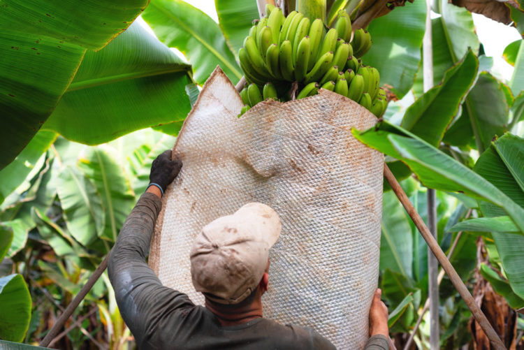 The Alliance against the “banana pandemic” consolidates its work and sets new priorities with a focus on producers and consumers
