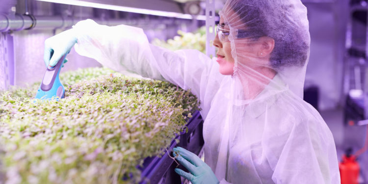 IICA expands its support for countries of the Americas in the development of biotechnology, a tool that provides agriculture with production and environmental benefits  