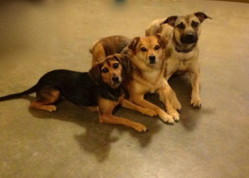 MINISTRY OF AGRICULTURE ENCOURAGES CITIZENS TO LICENSE DOGS