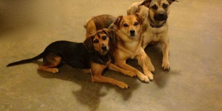 MINISTRY OF AGRICULTURE ENCOURAGES CITIZENS TO LICENSE DOGS