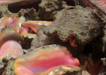 FAO and CITES host workshop on fisheries legal frameworks with countries in the Caribbean sub-region