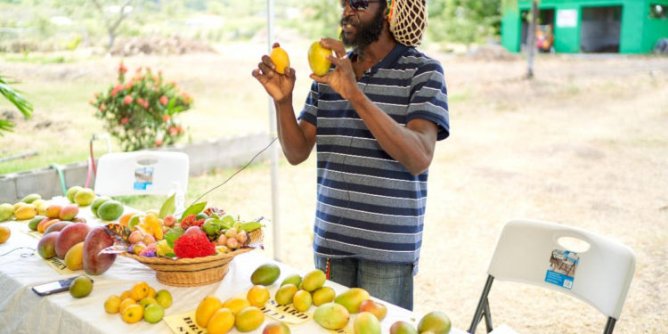 Why Visit Nevis this July? For Mangoes, Mangoes and More Mangoes, of Course