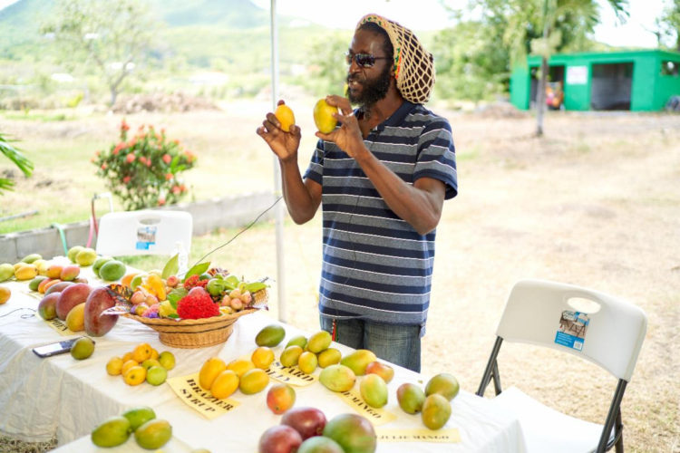 Why Visit Nevis this July? For Mangoes, Mangoes and More Mangoes, of Course